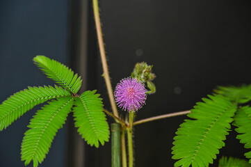 オジギソウの花