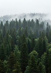 Obraz premium Misty forest canopy view from above