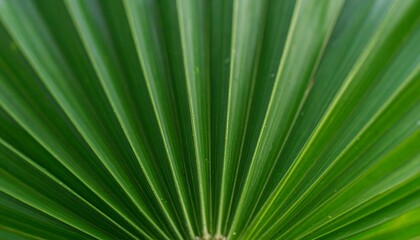 Obraz premium Close-up of palm frond veins