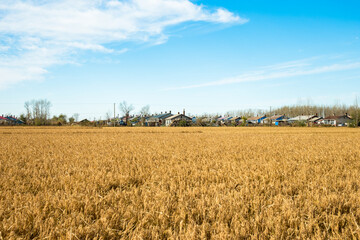 Countryside Rice Fields Under Blue Sky And White Clouds Scenic Panorama