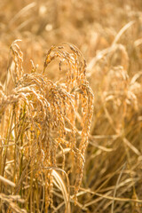 Vertical Close Up Of Mature Rice Ears Showcasing Grain Detail And Texture