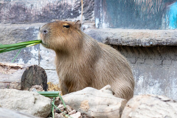 A large, brown capybara sits in a sandy enclosure, munching on a blade of grass.