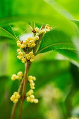 High Resolution Osmanthus Flower Bud Close Up Photography