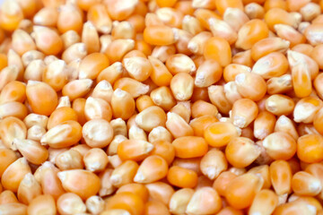 corn grains background