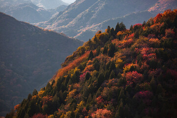 Autumn Red Maple Leaves at Fragrant Hills Scenic Park High Definition Photo