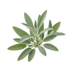 Sage herb isolated on transparent background