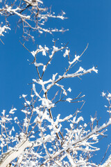 Vertical Winter Photograph of Rime Ice Clinging to Tree Limbs Against Blue Sky