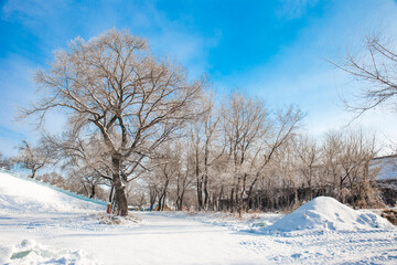 Wide Shot of Rime Ice Covered Trees in Vast Winter Landscape