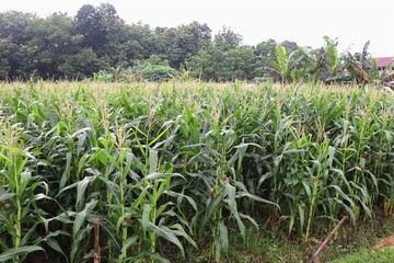 A thriving corn field with tall green maize plants in full growth stage. The corn stalks are strong, healthy, and topped with tassels, signaling the pollination process before cob formation.