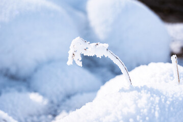 Snowfield Plants During Heavy Snow Light Snow and Frosts Descent Solar Terms Image