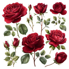 Fototapeta premium Red rose illustration collection