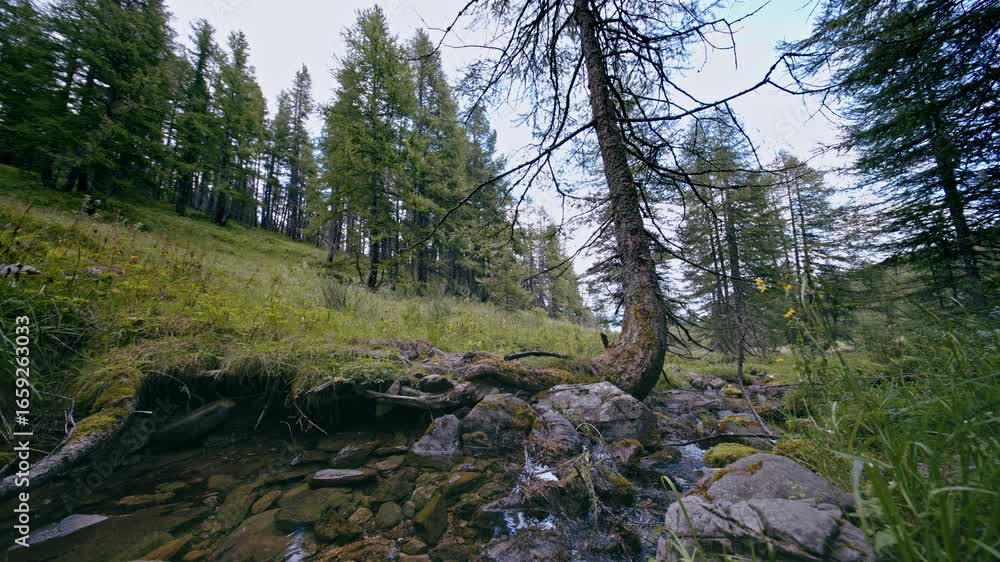 Poster tranquil forest stream flows under tall trees in serene natural setting