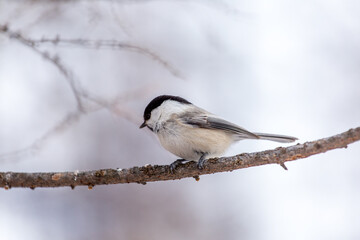 Adorable Winter Bird in Snowy Landscape Captured in Cold Season