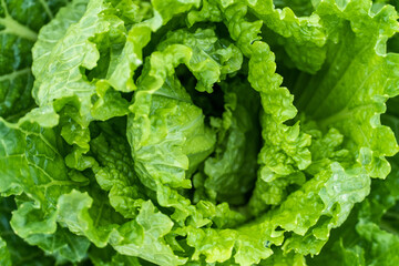 Spring Cabbage Heart Close-Up Background In Fertile Field Setting