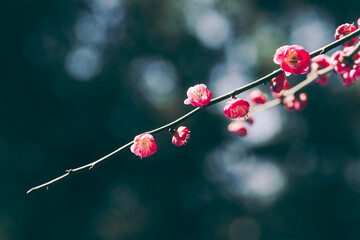 Minimalist Dark Tone Plum Blossom Branch On Moody Background