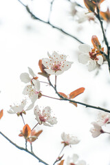 Pure And Romantic Cherry Blossom Branch Captured Against Soft Light