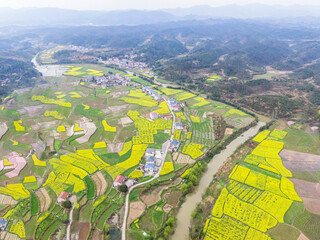 Aerial View Of Countryside Rapeseed Flower Fields In Bloom