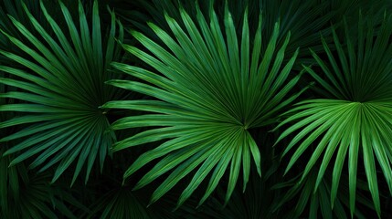 Vibrant green palm leaves creating a lush and tropical ambiance.