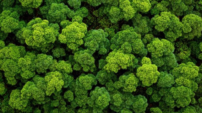 Dense forest canopy showcasing vibrant green foliage from above, evoking a sense of tranquility.