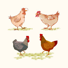 Hen, chicken, animal poultry farm hand drawing isolated vector illustration. Sketch, line art farm animal concept.