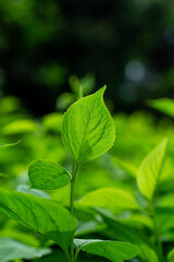 Emerging Green Leaves In Natural Growth Stage Close Up