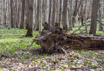 the trunk of a tree is damaged by natural stem pests that parasitize living and dead wood in the...