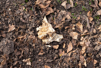 the trunk of a tree is damaged by natural stem pests that parasitize living and dead wood in the forest