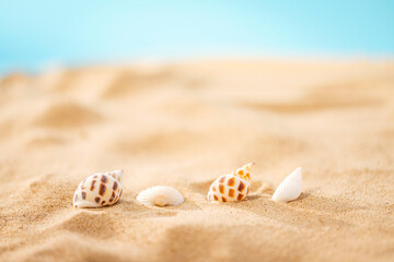 Creative Seashell And Conch Arrangement On Summery Beach Photo