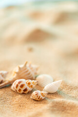 Creative Seashell And Conch Summer Beach Seasonal Promotional Poster