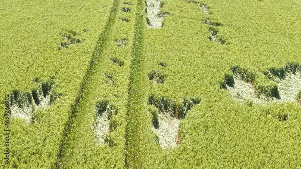 Poster golden grain fields from above with scattered patterns, circular and linear formations visible