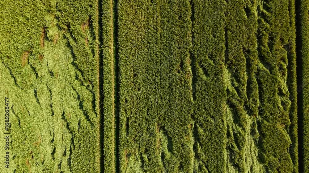 Poster tight top down crop showing parallel and crossing tractor paths in green grain field