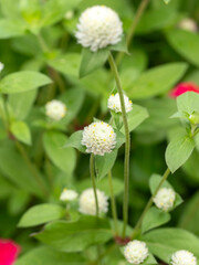 白い千日紅の花