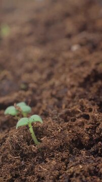 Growing seeds rising from soil vertical time lapse video.