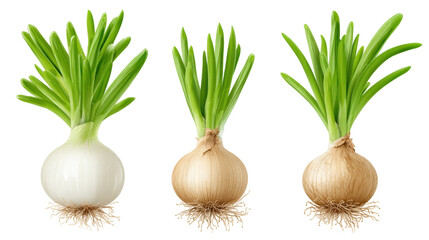 Fresh onion bulb isolated on transparent background with green leaves and roots visible