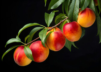 Obraz premium A cluster of ripe vibrant red and yellow nectarines with green leaves hangs from a branch against a stark black background