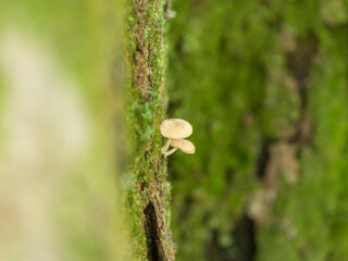 楠木に生えた小さなキノコ