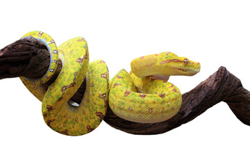 Green tree python closeup on branch with isolated background, Green tree python ''Morelia viridis''...
