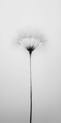Obraz premium Monochrome close-up of a delicate seed head on a slender stem against a muted background