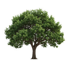 Obraz premium Solitary broadleaf tree with lush green foliage isolated against a transparent scene for design