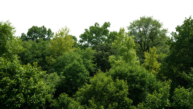 Lush green canopy of trees on an isolated transparent scene featuring diverse foliage