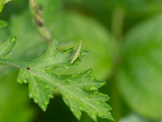 朝露に濡れた葉に乗るオンブバッタ