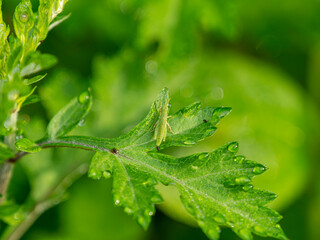 排泄するオンブバッタ