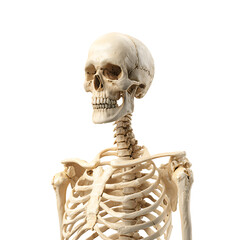 Human skeleton anatomy with Transparent background for medical or educational use