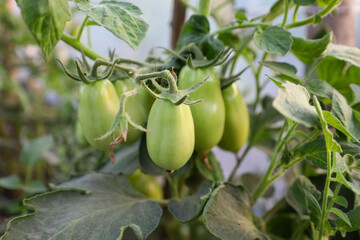 ​A cluster of young green tomatoes with a distinctive oval shape hangs on a branch among the leaves. This shot shows the process of vegetable growth in a greenhouse, highlighting their freshness and o