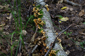 ​A fallen birch branch covered with vibrant green moss and colonies of wild mushrooms lies on the forest floor. This natural scene perfectly captures the cyclical nature of life in the forest, from th
