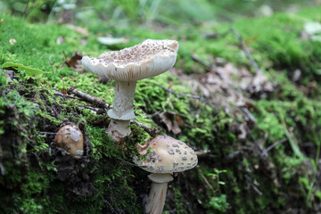 A group of wild mushrooms grows on a moss-covered log in the forest, emphasizing life and the decomposition of organic matter. The textured caps and stems of the mushrooms blend with the green moss, c
