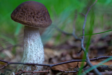 A beautiful mushroom with a brown cap and white stem stands on the forest floor among fallen leaves and twigs. The blurred green background highlights the natural and peaceful feel of the scene.