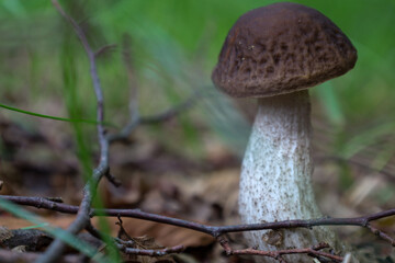 This photo shows a young edible mushroom with a dense brown cap and a textured light-colored stem. It grows on the forest floor among fallen leaves, twigs, and grass, creating an atmosphere of comfort