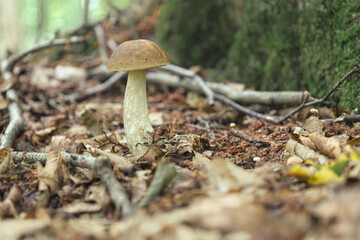 ​A close-up of a mushroom standing on the forest floor, covered in fallen leaves, twigs, and small plants. The image conveys the natural beauty and biodiversity of a forest ecosystem, perfect for show