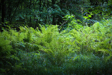 Bright green ferns grow in a dense forest, standing out against the backdrop of shady trees. The...